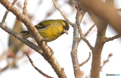 初めてのマヒワさん③