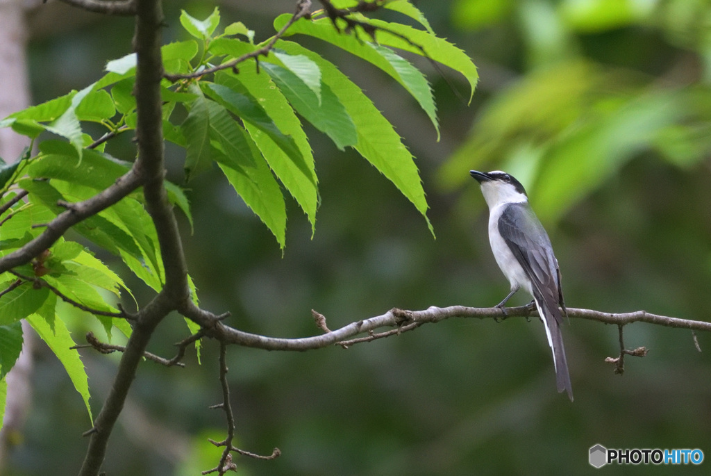 サンショウクイの季節