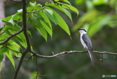 サンショウクイの季節