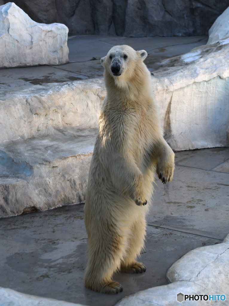 上野のシロクマさん