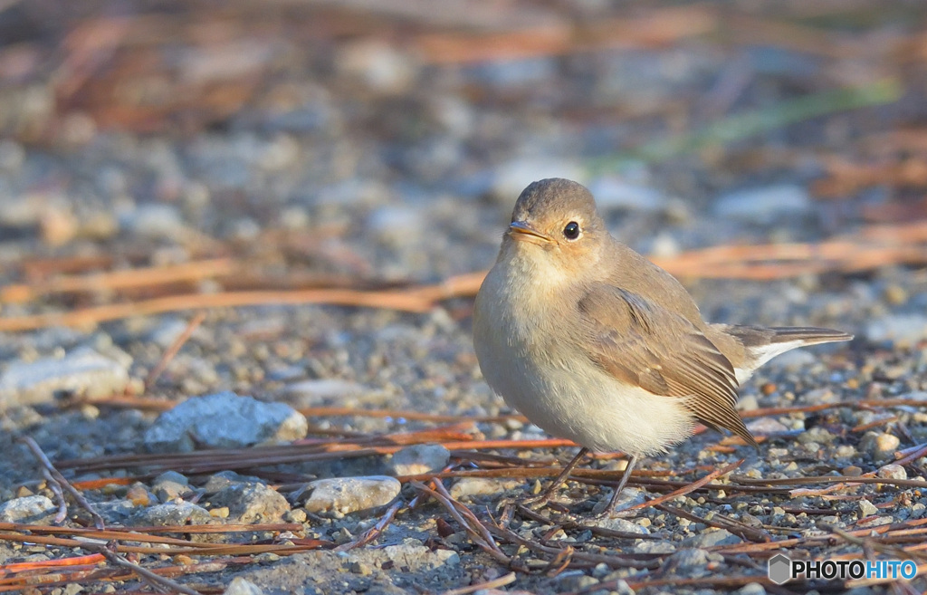ニシオジロビタキ2020③