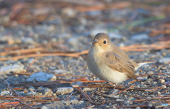 ニシオジロビタキ2020③