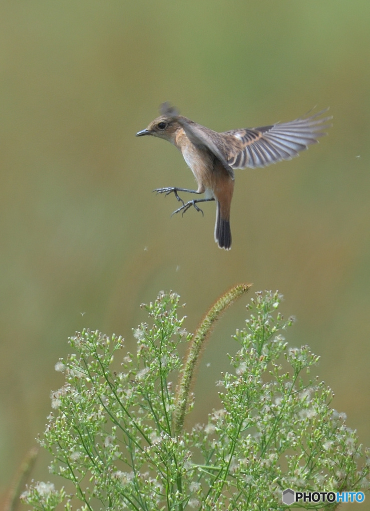 ひらりノビタキさん