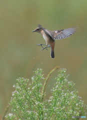 ひらりノビタキさん