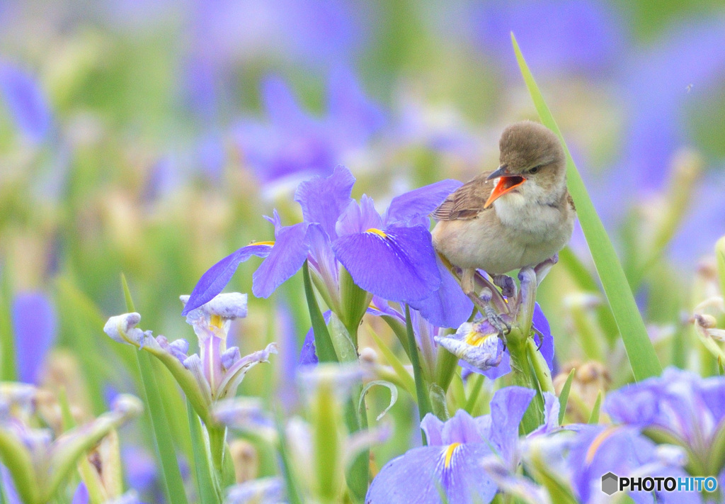 菖蒲にオオヨシキリ㉕