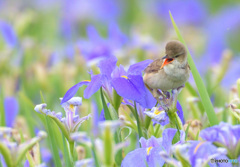 菖蒲にオオヨシキリ㉕