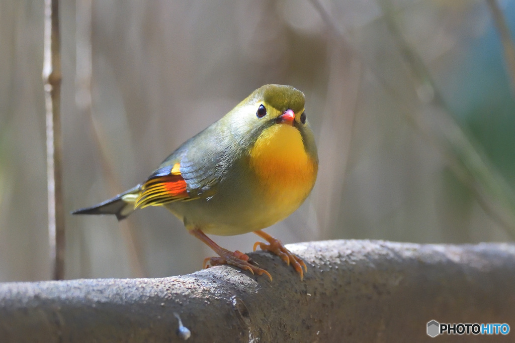カメラ目線のソウシチョウ