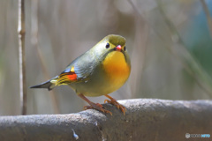 カメラ目線のソウシチョウ