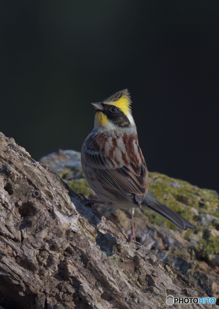 ミヤマホオジロ2022⑧