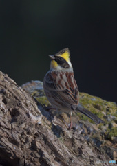 ミヤマホオジロ2022⑧