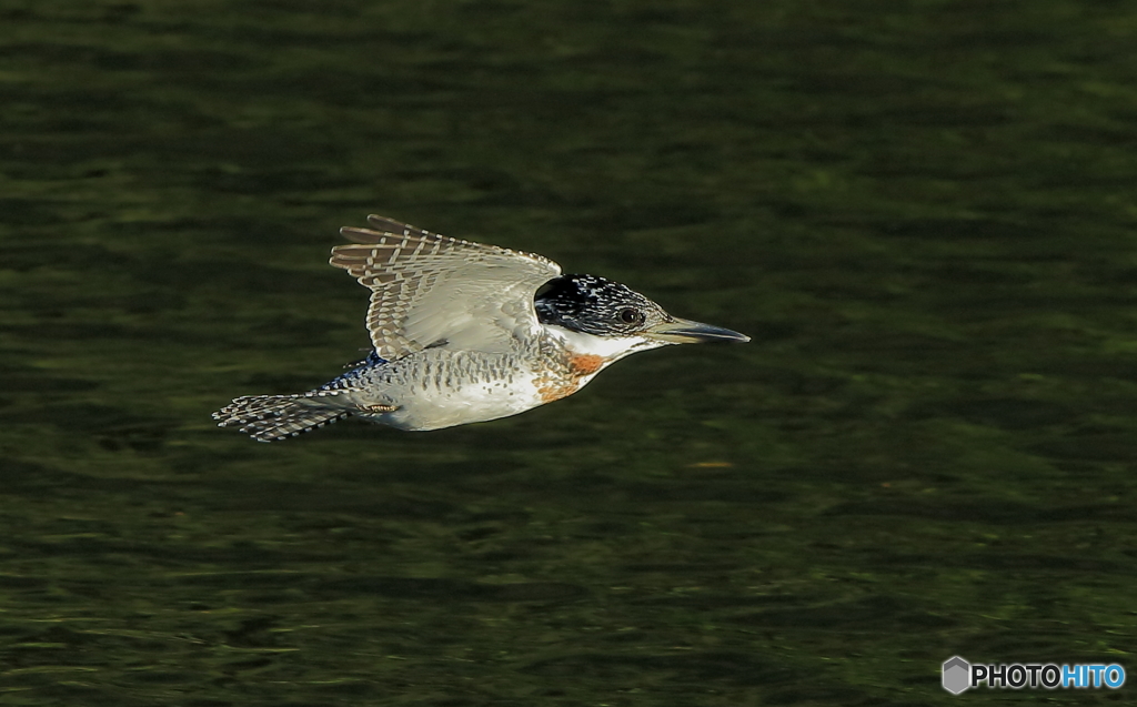 本日のローパス(20161029）