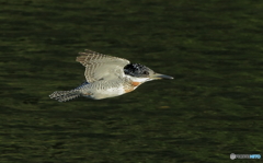 本日のローパス(20161029）