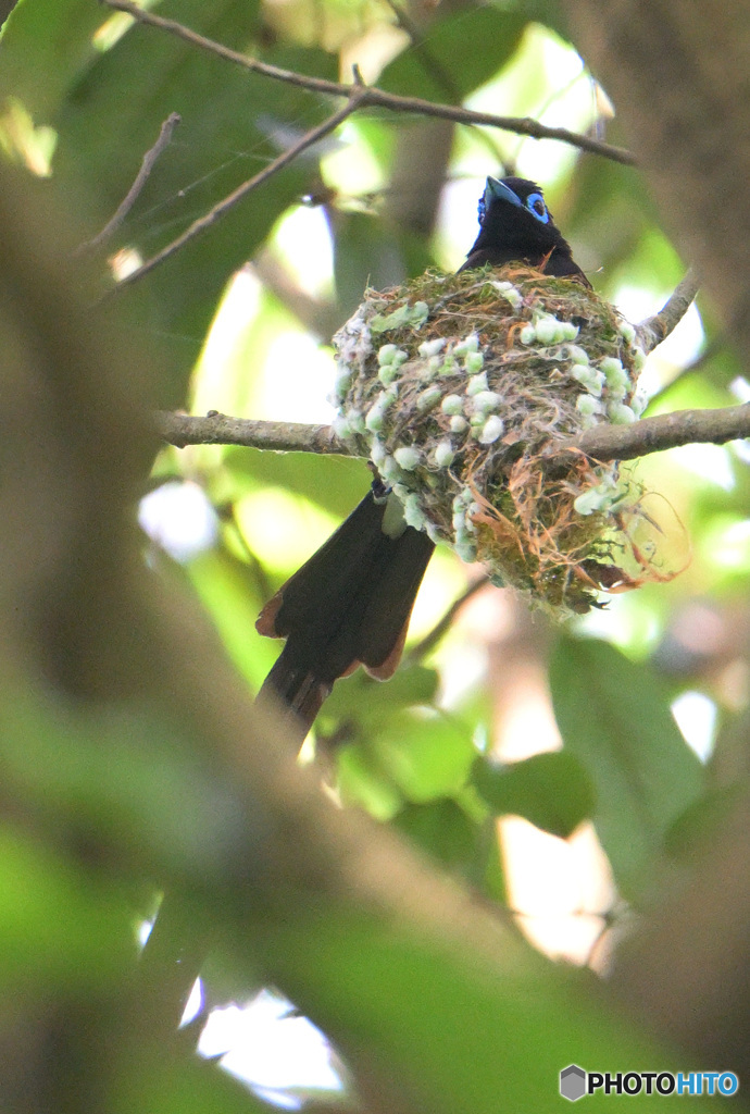 5月のサンコウチョウ君⑫