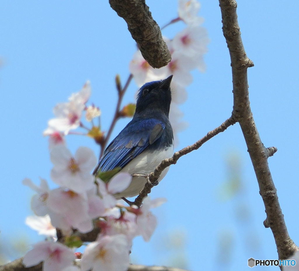 桜にオオルリ