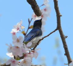 桜にオオルリ 桜にオオルリ