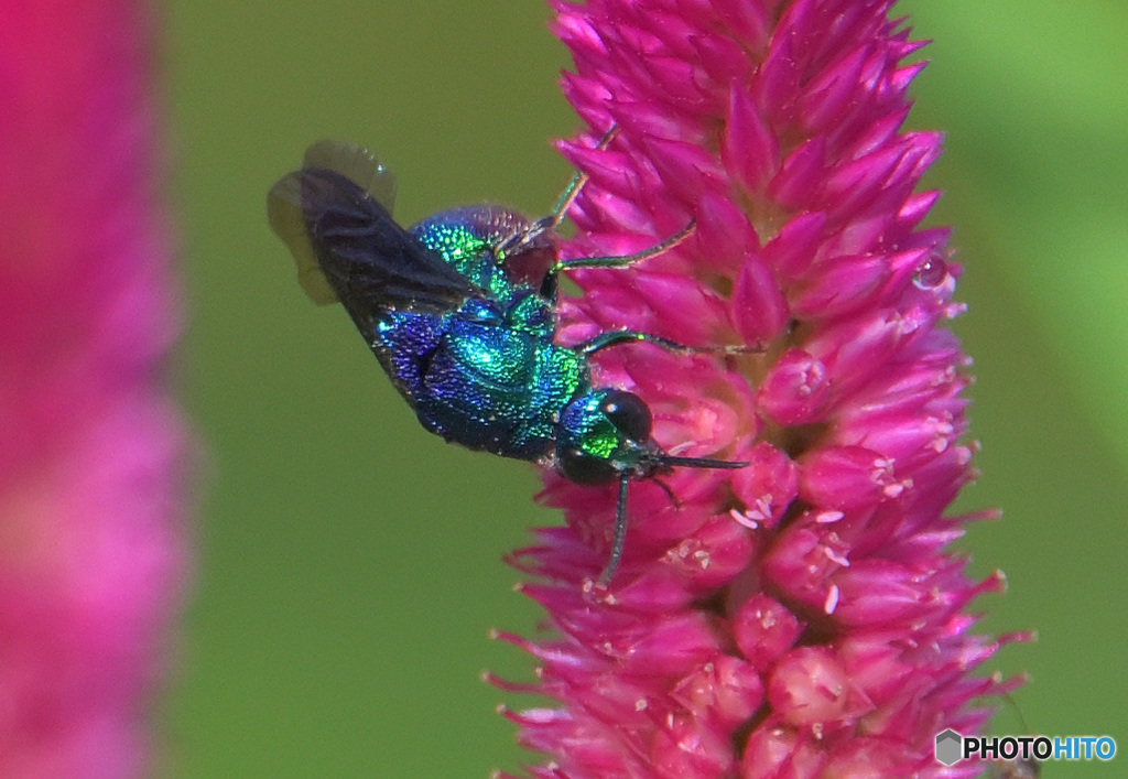 オオセイボウ2023⑨