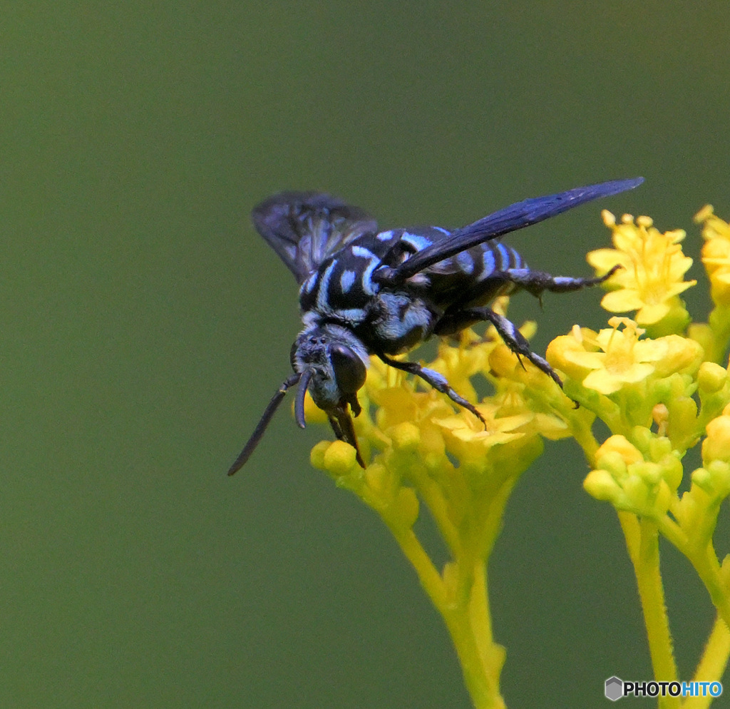 ブルービー2023⑥