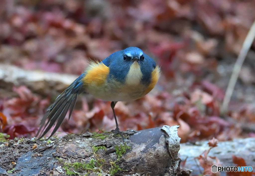 羽根を伸ばすルリビタキ君