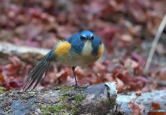 羽根を伸ばすルリビタキ君