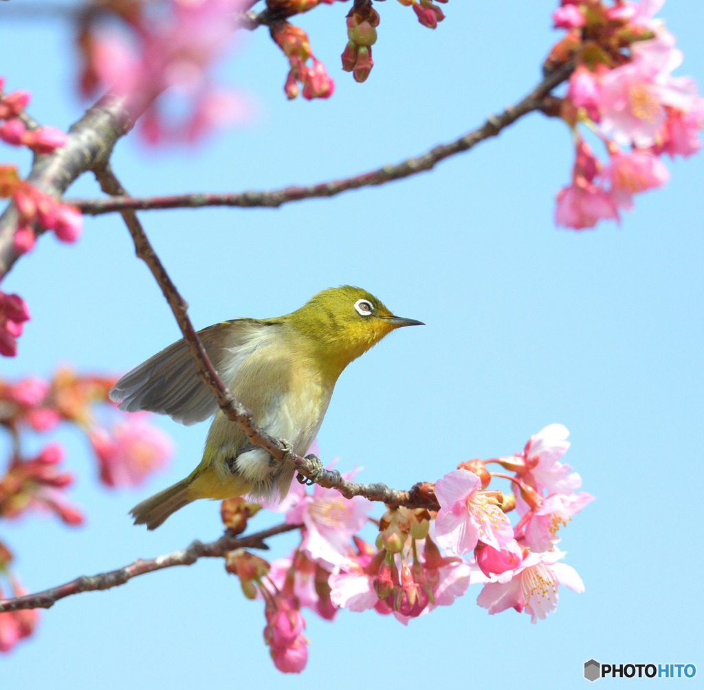 河津桜にメジロⅢ