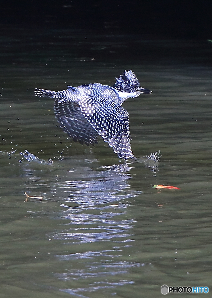 水切りローパス