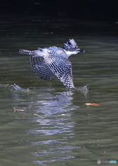 水切りローパス