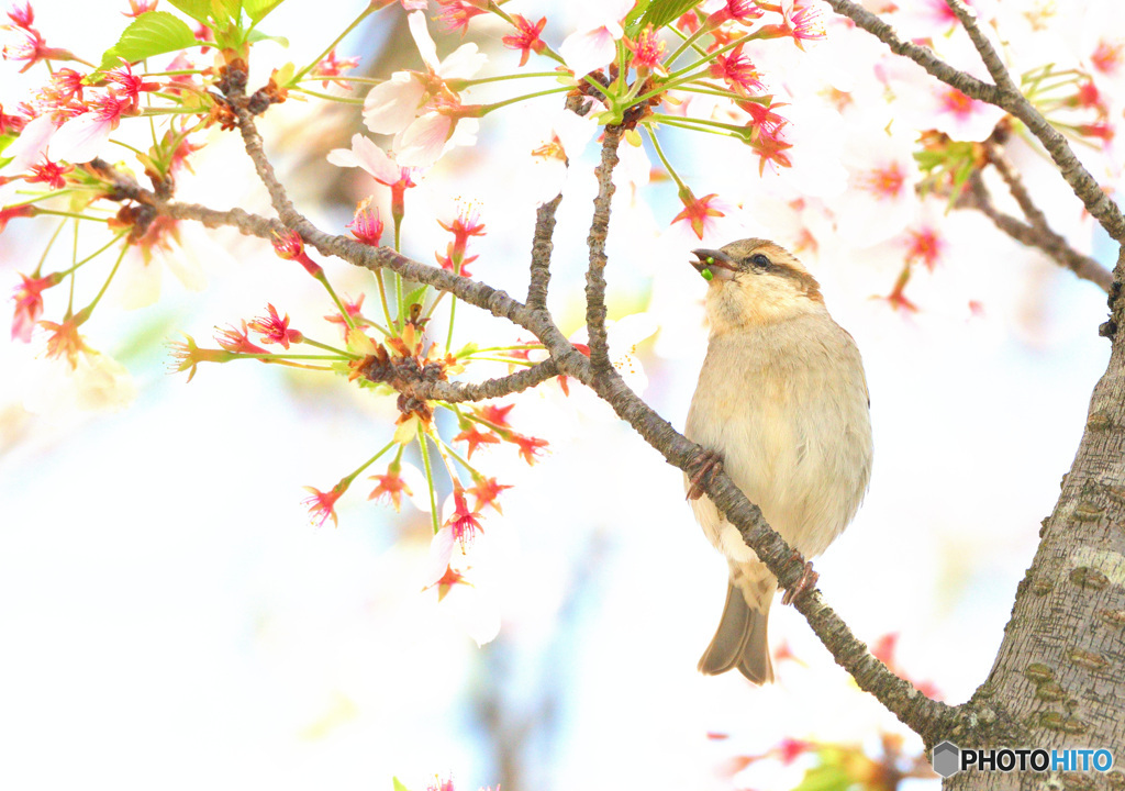 桜にニュウナイスズ⑰