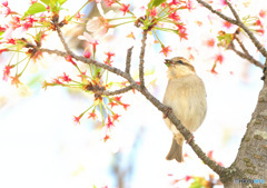 桜にニュウナイスズ⑰
