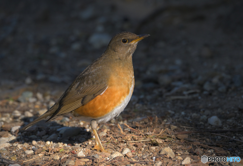 アカハラにスポットライト