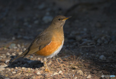 アカハラにスポットライト