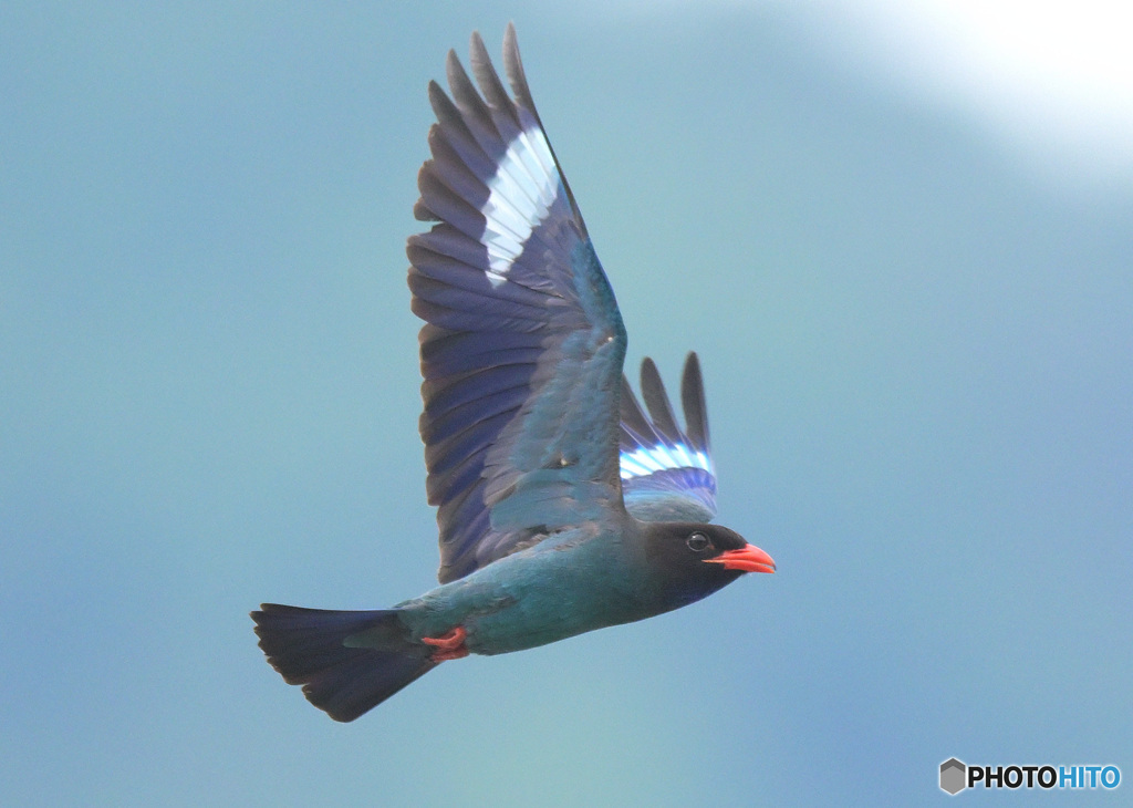 7月のブッポウソウ㊴