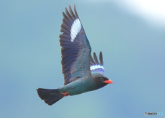 7月のブッポウソウ㊴