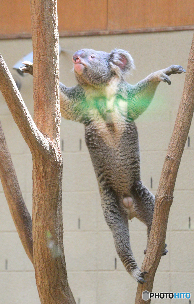 コアラ・ジャンプ！