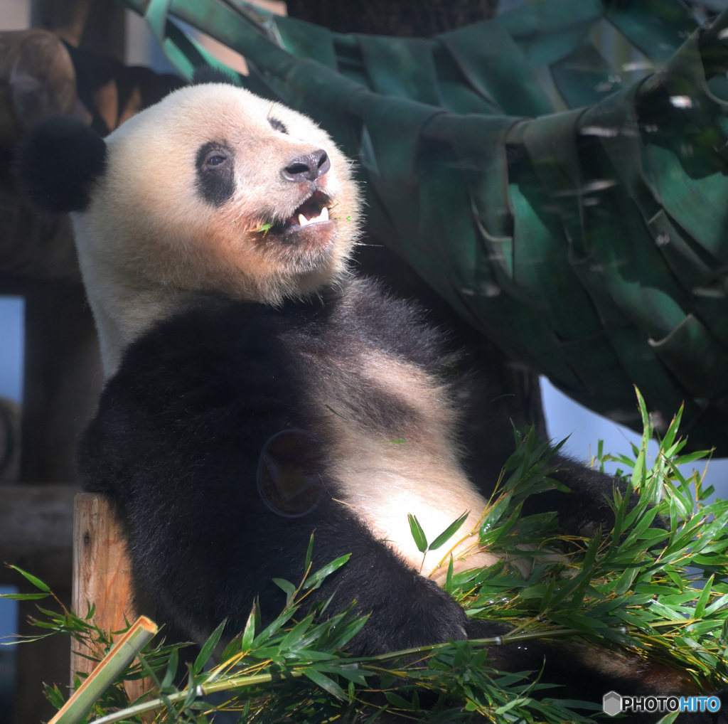 シャンシャン2才になりました