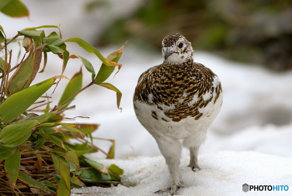 雷鳥さん