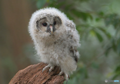 フクロウの幼鳥②