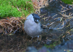 カメラ目線のウソ♀