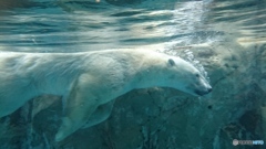 できれば一緒に泳ぎたいな