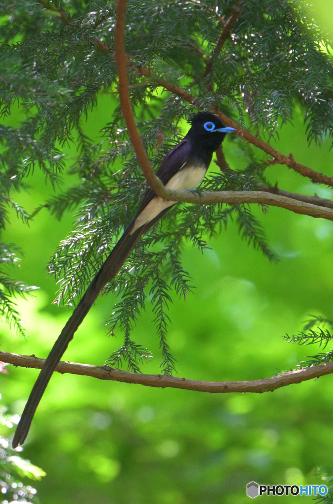 在庫のサンコウチョウ君