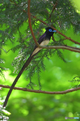 在庫のサンコウチョウ君