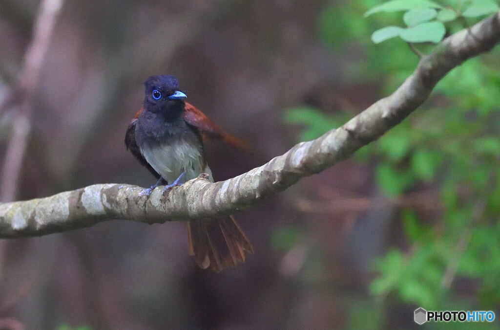 サンコウチョウの女の子