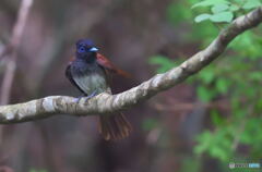 サンコウチョウの女の子