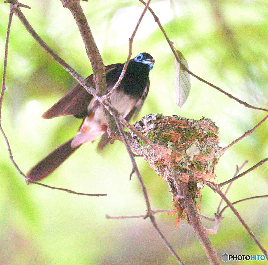 サンコウチョウのマイホーム
