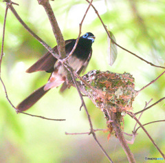 サンコウチョウのマイホーム