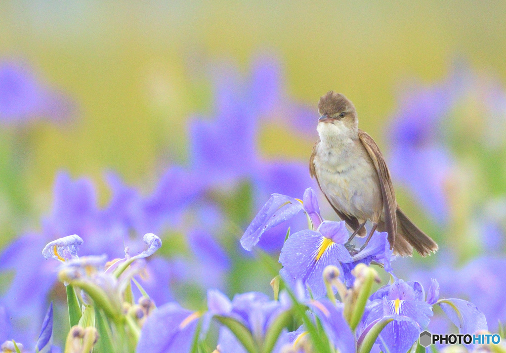 菖蒲にオオヨシキリ⑰