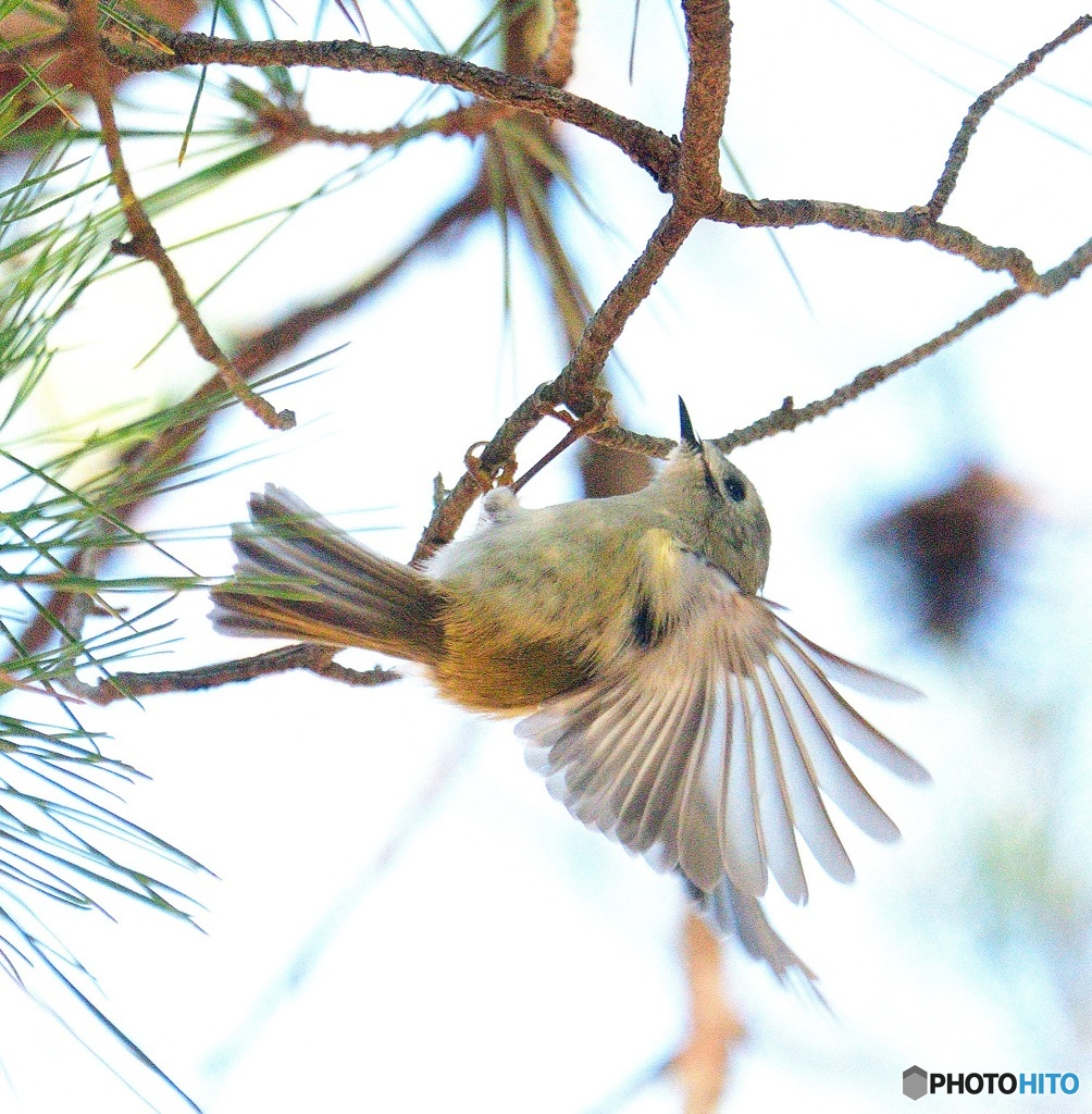 キクイタダキ2021②