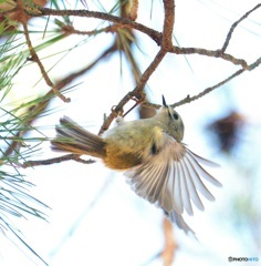 キクイタダキ2021②