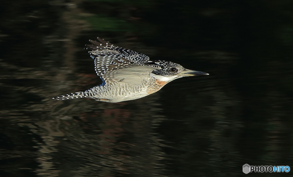 ヤマセミさんのローパスⅡ