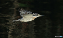 ヤマセミさんのローパスⅡ