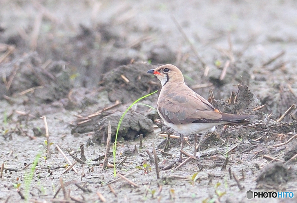 初めてのツバメチドリⅢ